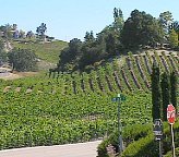 the vineyards of paso robles, ca
