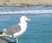 Sea Gull on Pier