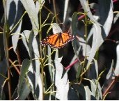 Monarch Butterflies