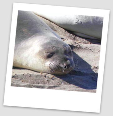 elephant seal