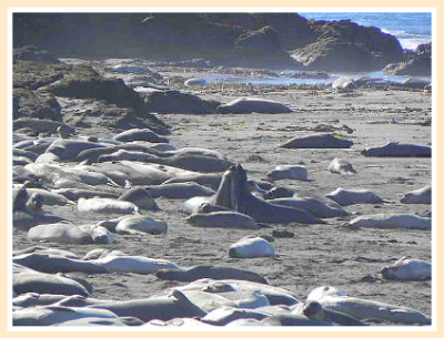 Elephant Seals