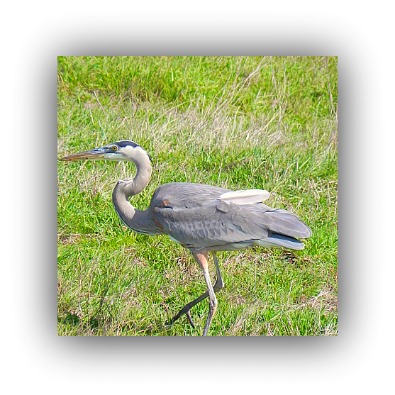 blue herron