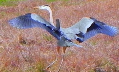 blue herron