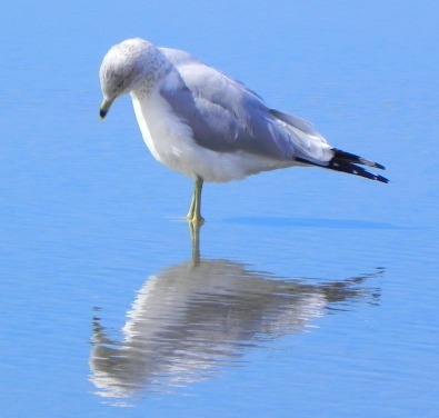 seagull