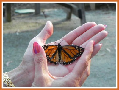 monarch butterfly