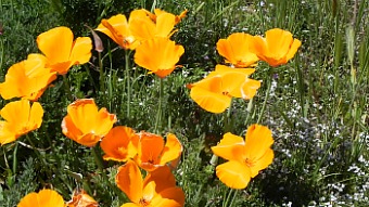 central coast wild flowers