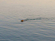 Otter Morro Bay