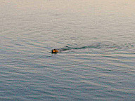 Otter Morro Bay