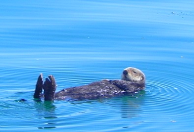 California Sea Otter