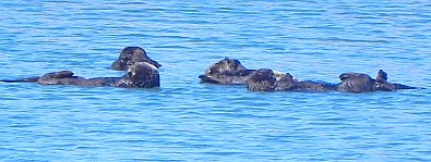 california sea otter