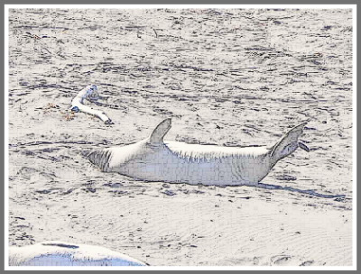 elephant seal