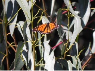 Monarch Butterflies