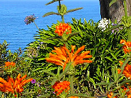 ragged point flowers