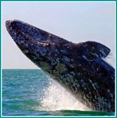 whale watching tours