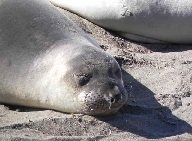 elephant seals