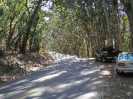 Los Osos Trees