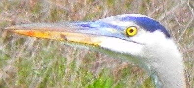 great blue herron