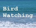 Bird Watching Central Coast