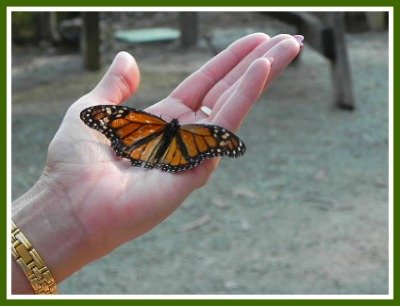 Monarch Butterfly