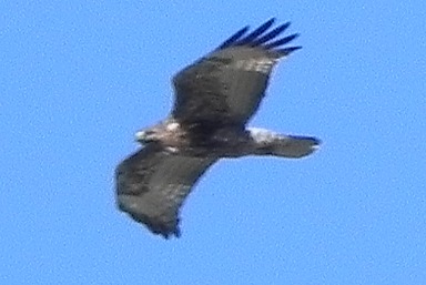 hawk in flight