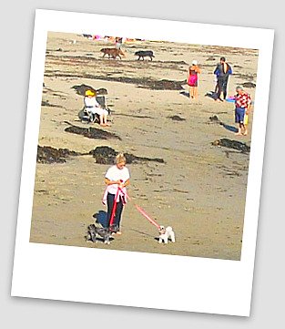 Shih Tzu on Cayucos beach