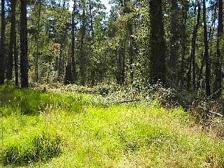 Strawberry Canyon Trail