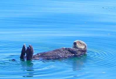 California Sea Otter