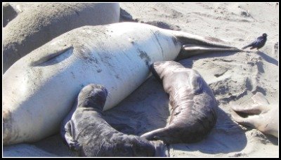 elephant seal