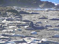 elephant seals