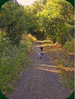 Shih Tzu in Cambria Hunting