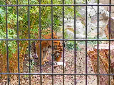 tiger eating a rabbit