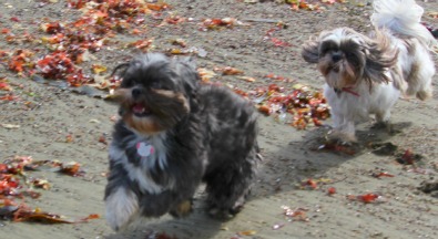 shih tzu