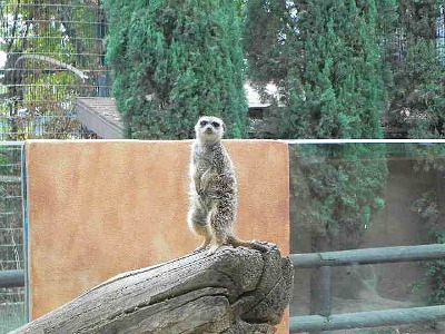 Animals of West Africa, Charles Paddock Zoo